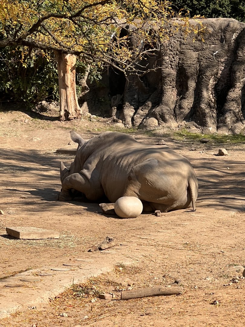 Tony the male Southern white rhino