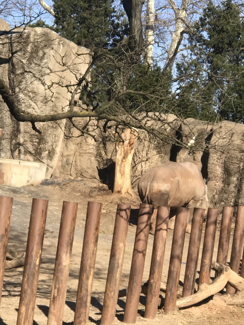 Tony the rhino(African plains)