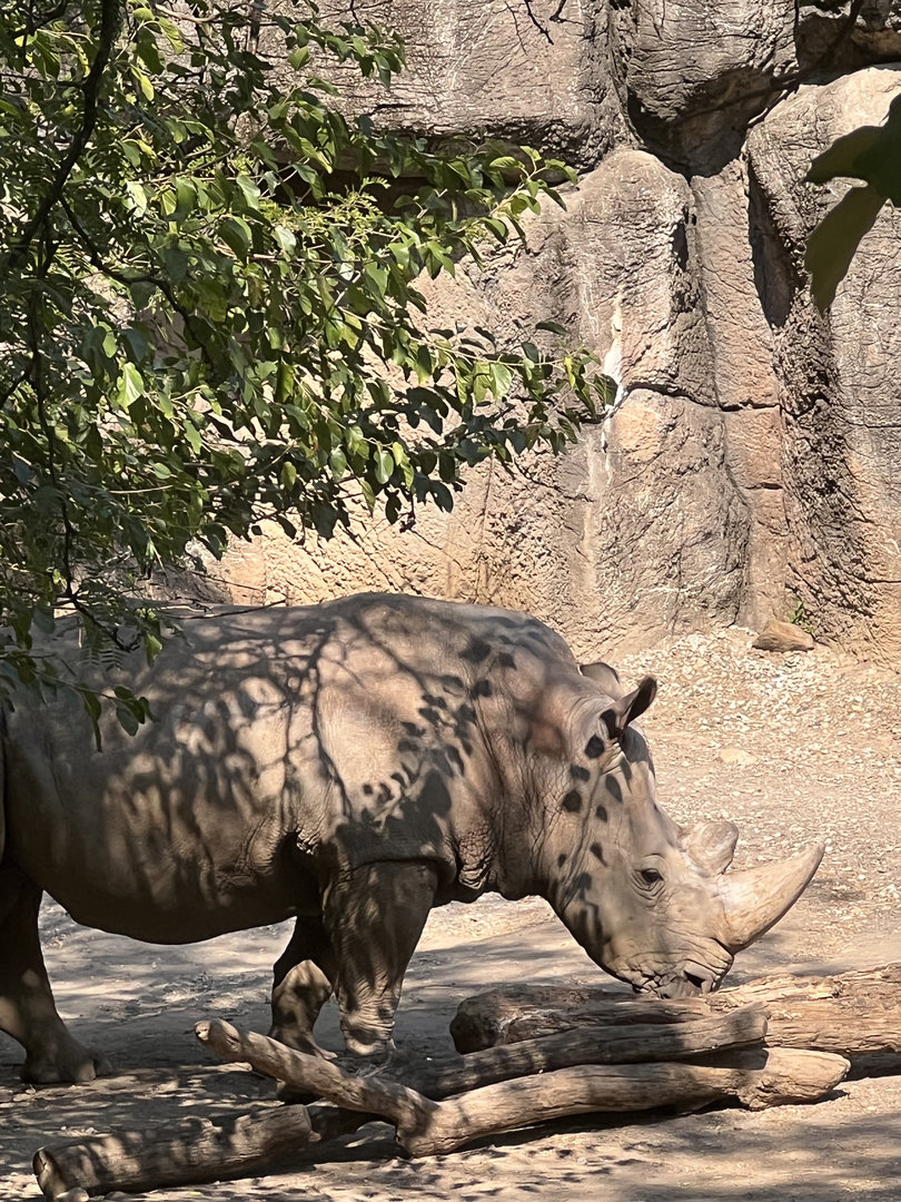 Tony the Southern White Rhino