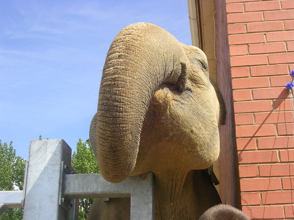 Tonzi: Asian Elephant at Twycross Zoo