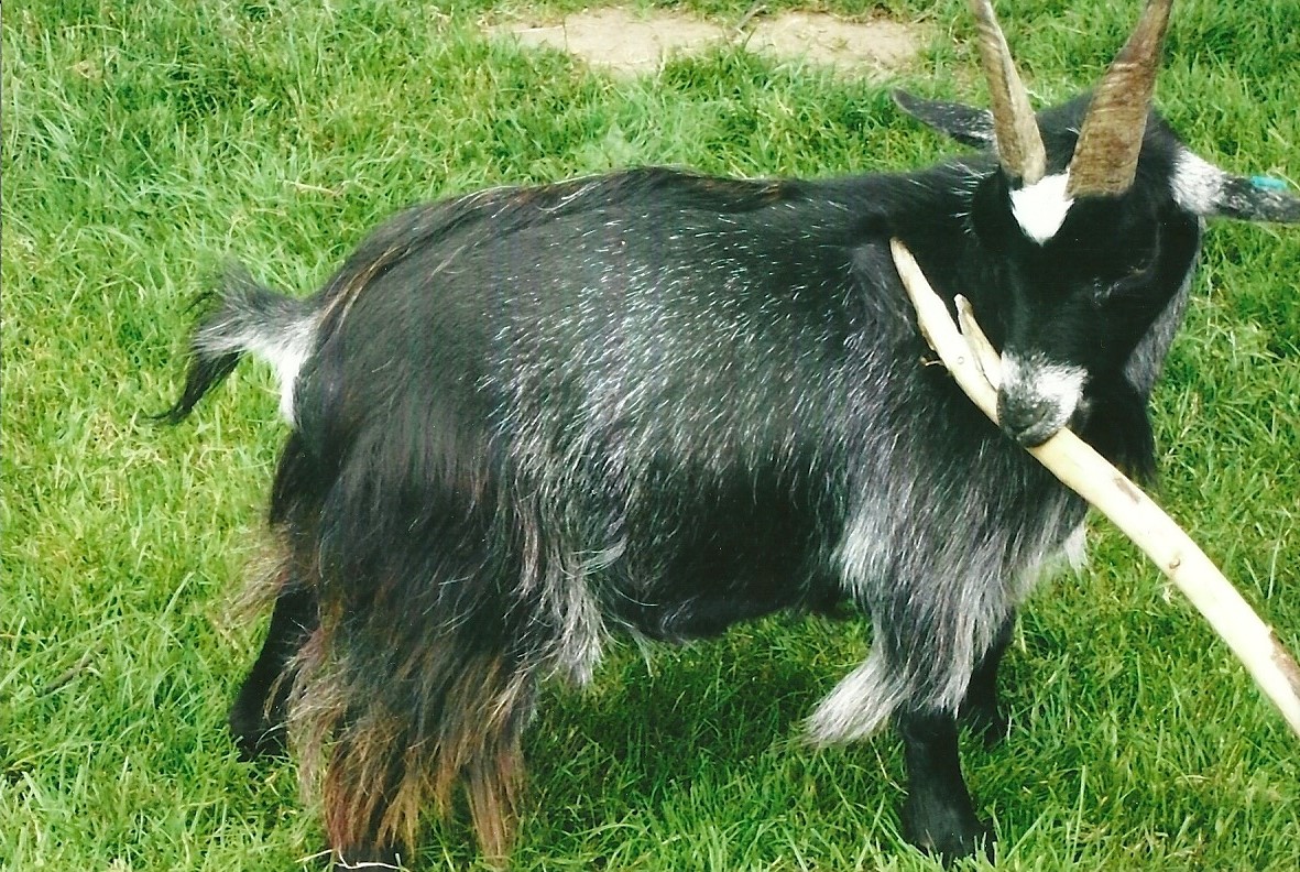 Tool use in an African Pygmy Goat, Summer 2013