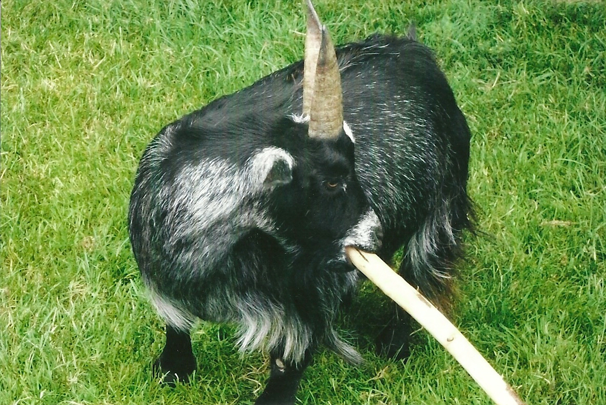 Tool use in an African Pygmy Goat, Summer 2013