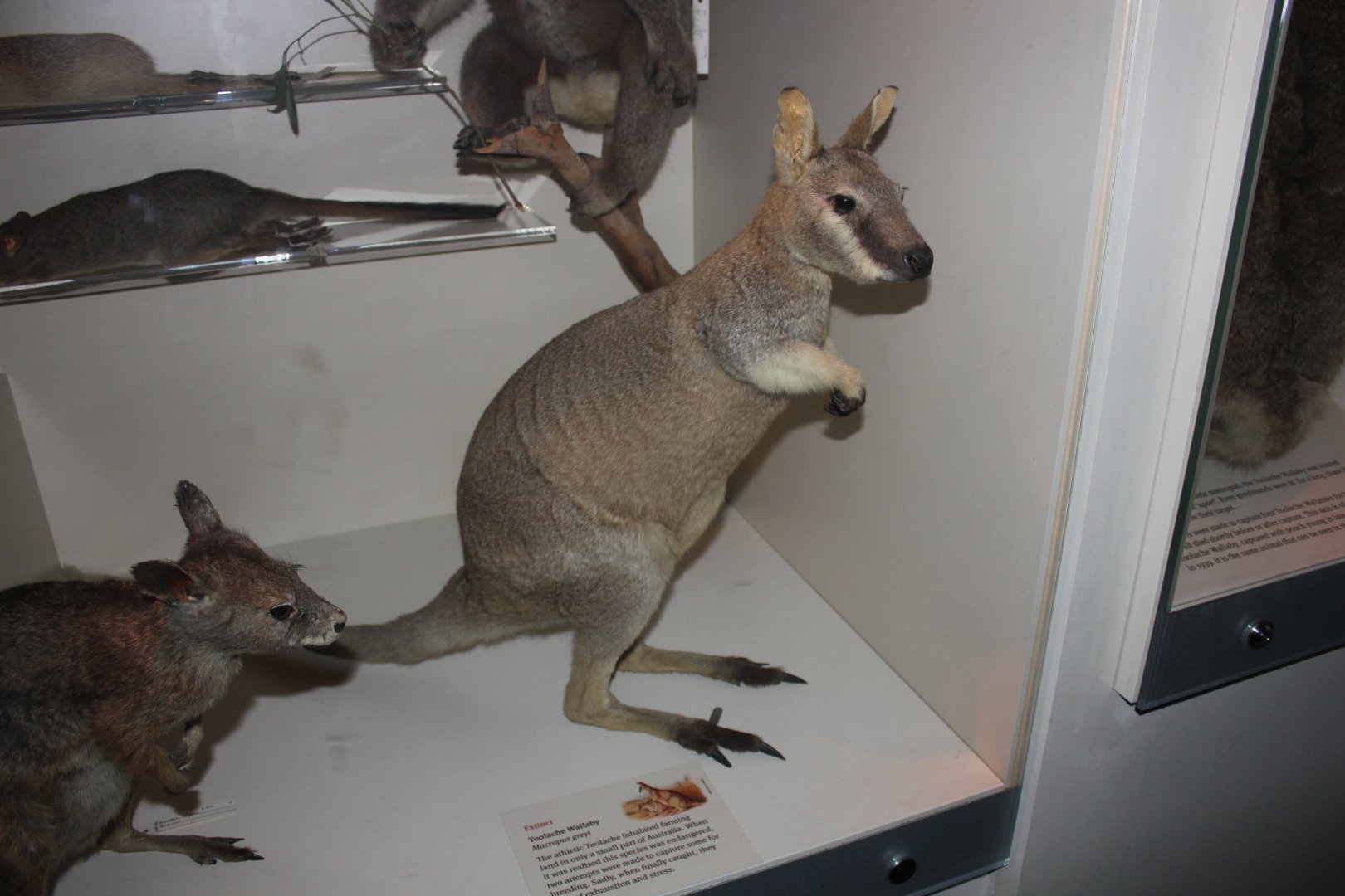 Toolache Wallaby (Macropus greyi)