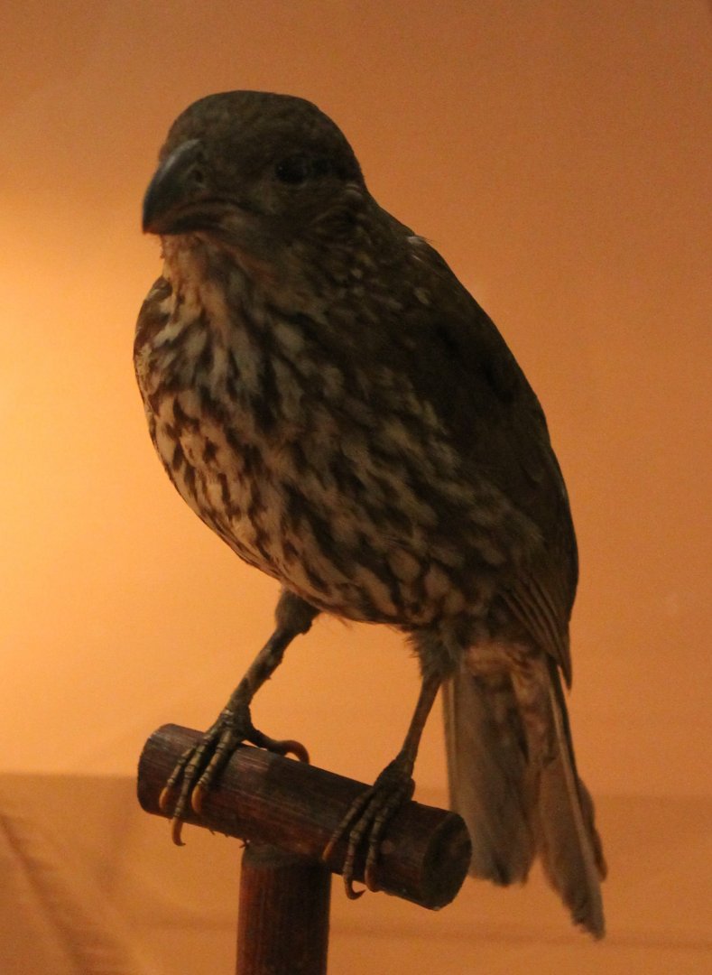 Tooth-billed bowerbird - Scenopoeetes dentirostris