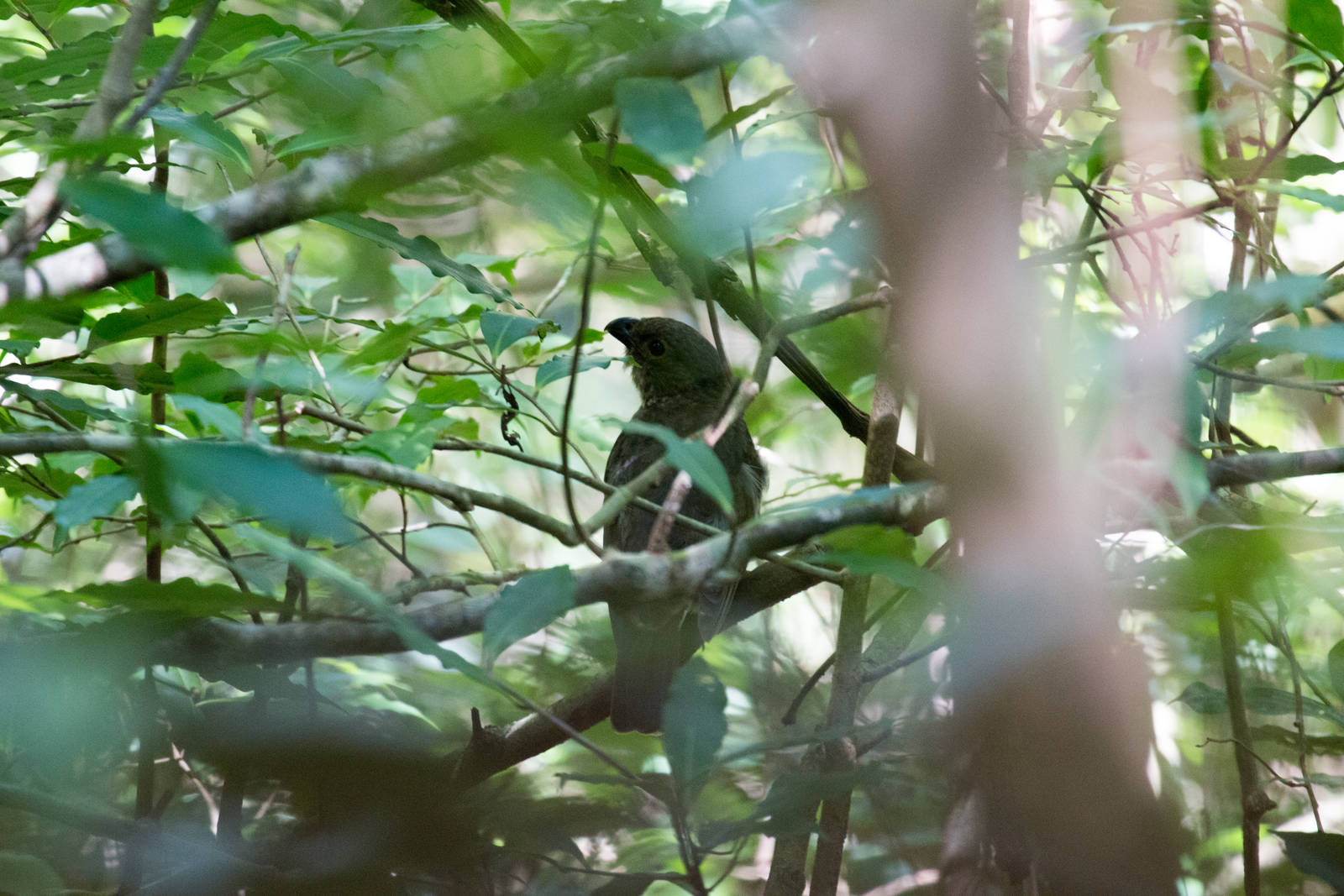 Tooth-billed Bowerbird