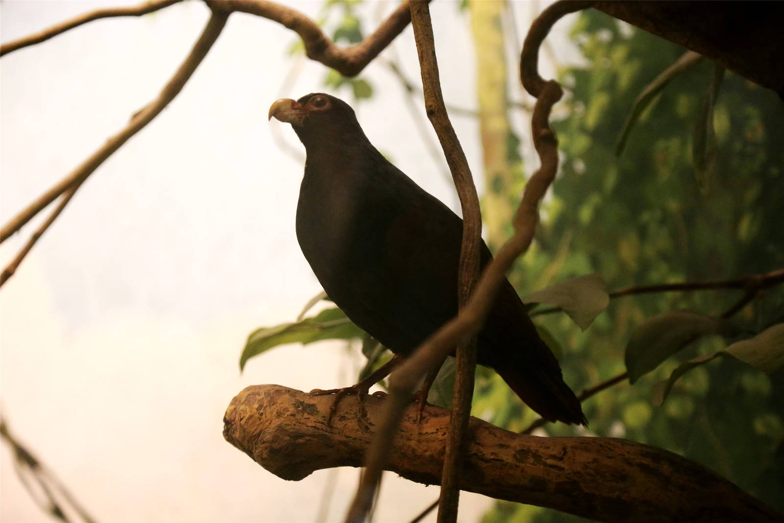Tooth-billed pigeon (Didunculus strigirostris)