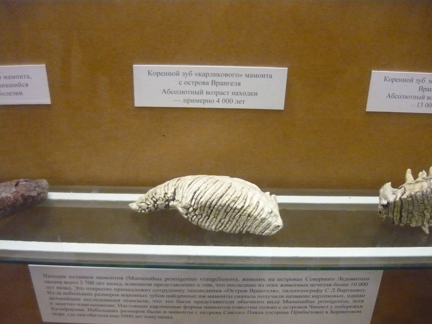 Tooth of a "dwarf" mammoth from Wrangel island