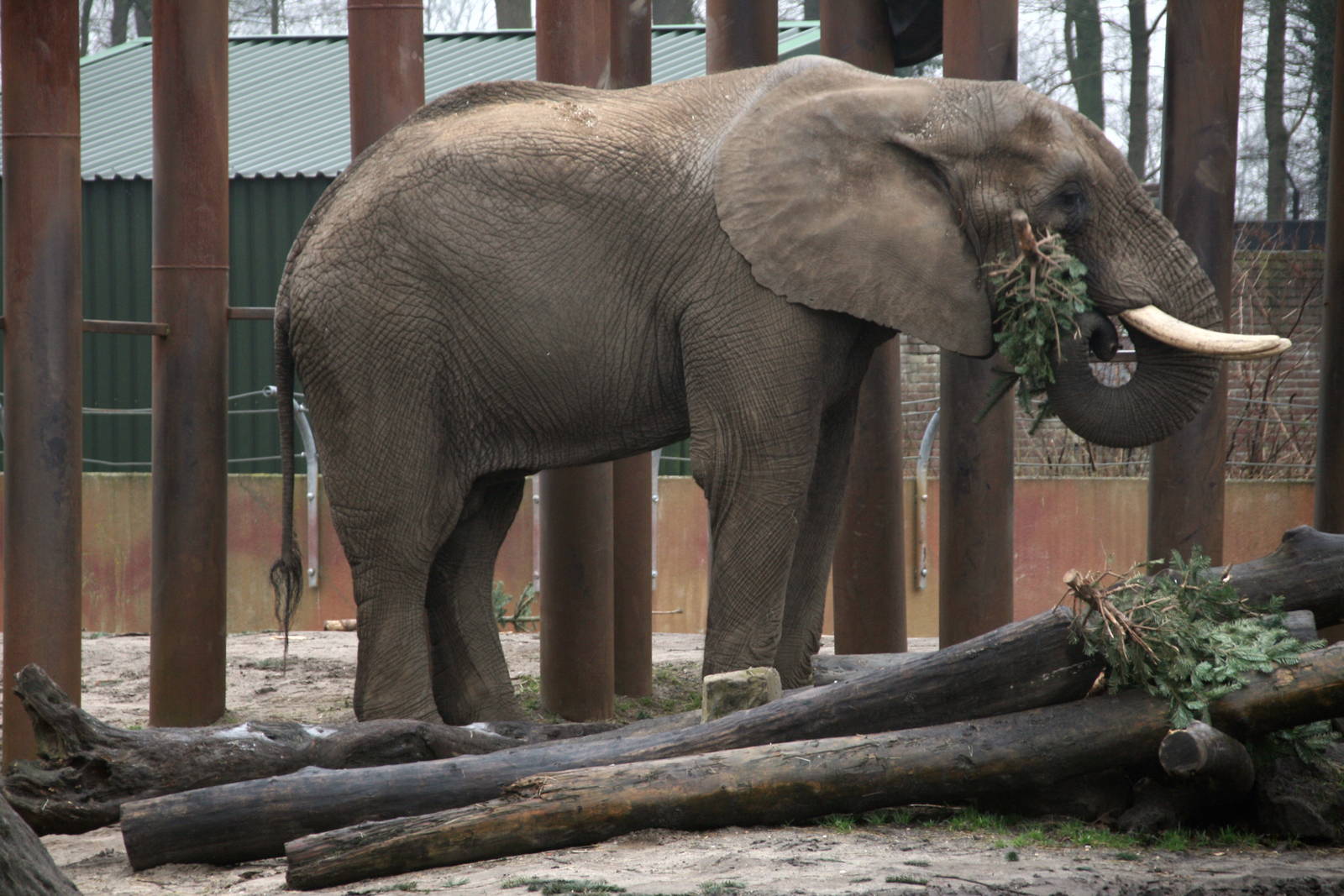 Tooth with a little snack