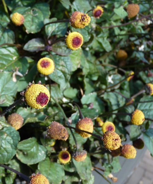 Toothache plant (Acmella oleracea)