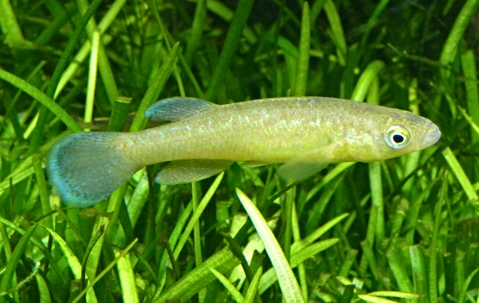 Toothcarp-like? for ID (Tiergarten Schönbrunn)