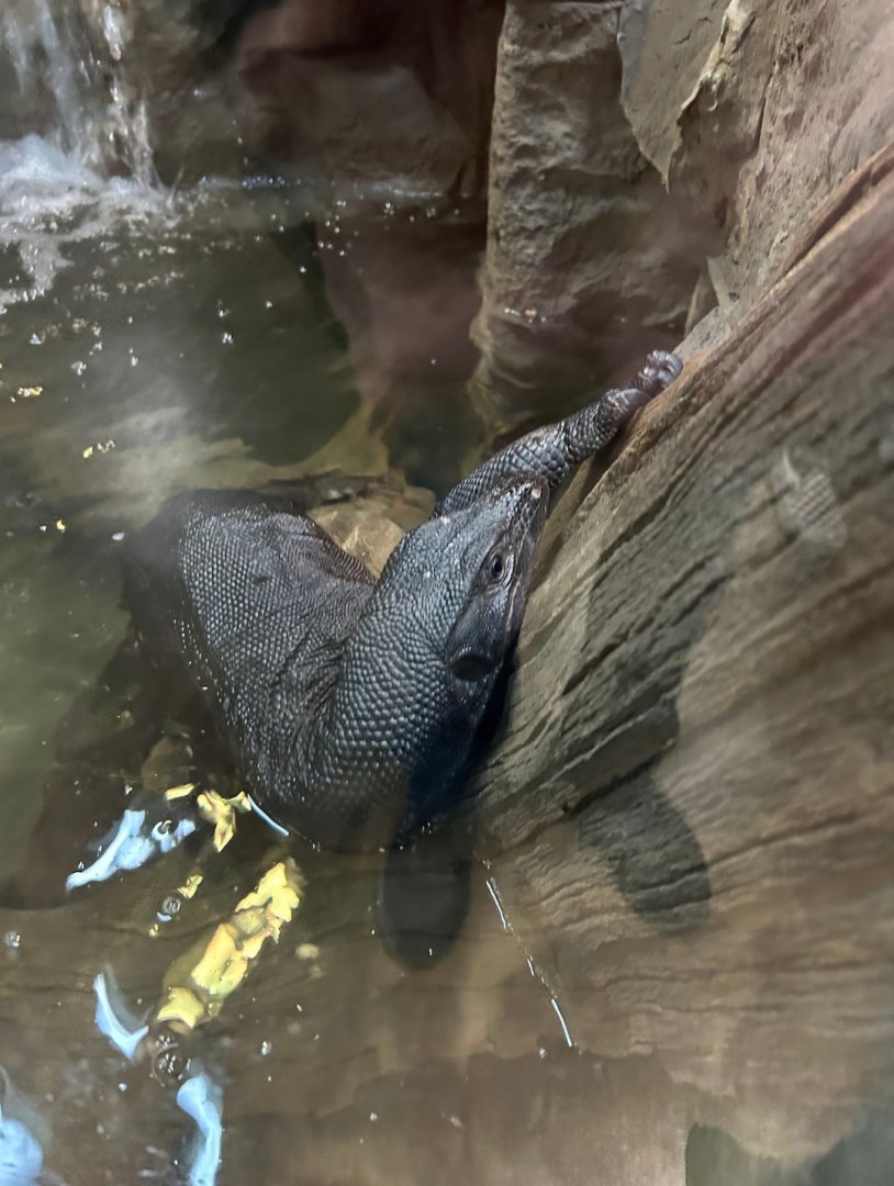 Toothless the Asian Water Monitor (4/19/25)