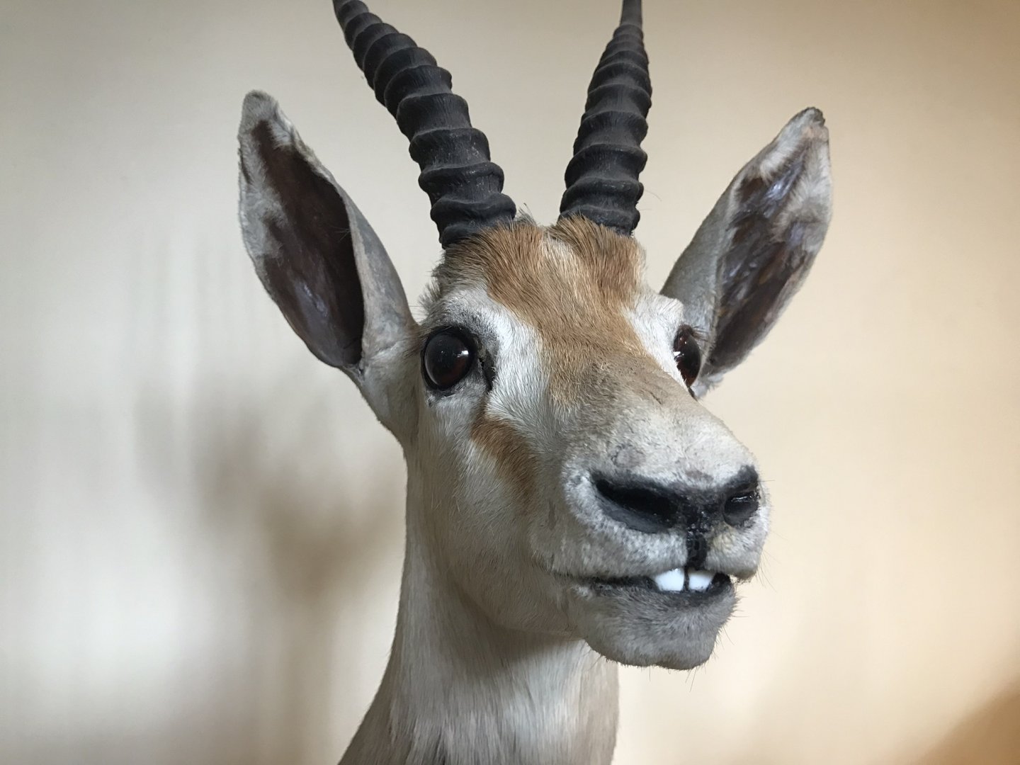 Toothy gazelle