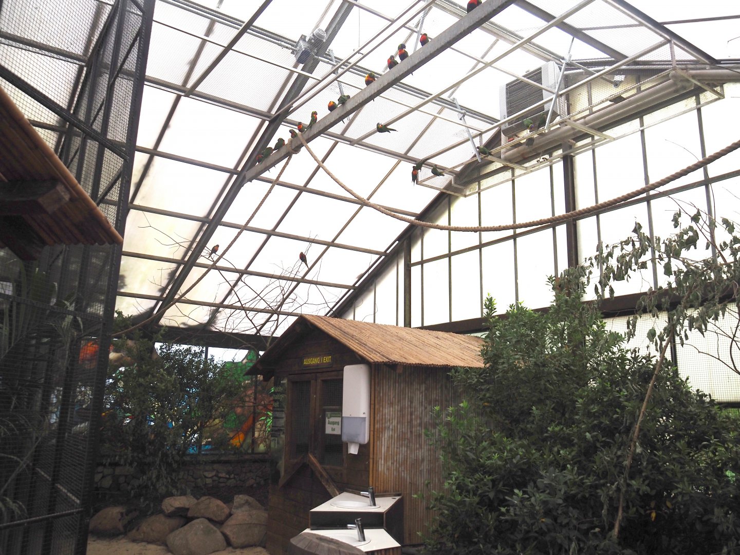 Toowoomba aviary - Rainbow lorikeet walk-through and feeding aviary, 2024-05-22