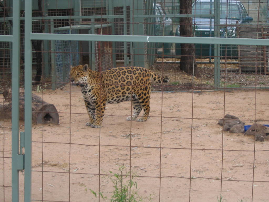 toowoomba zoo - 25 yr old Kera, the blind jaguar