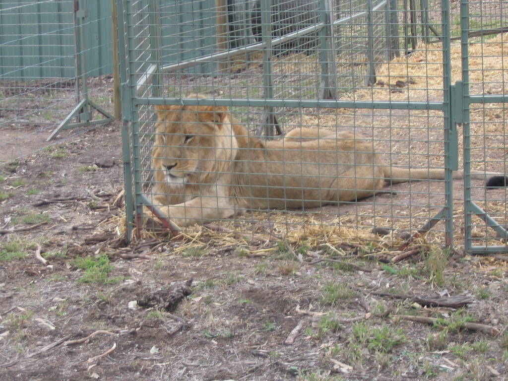 toowoomba zoo - sampson who apperently is a famous lion. He has a hip defor