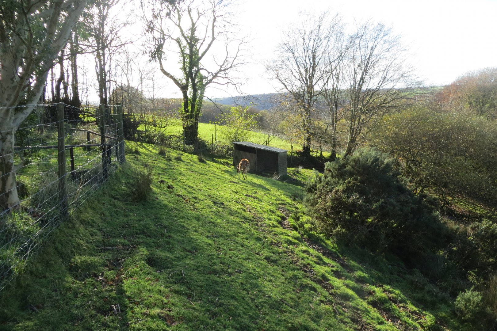 Top area of Western sitatunga exhibit 101119