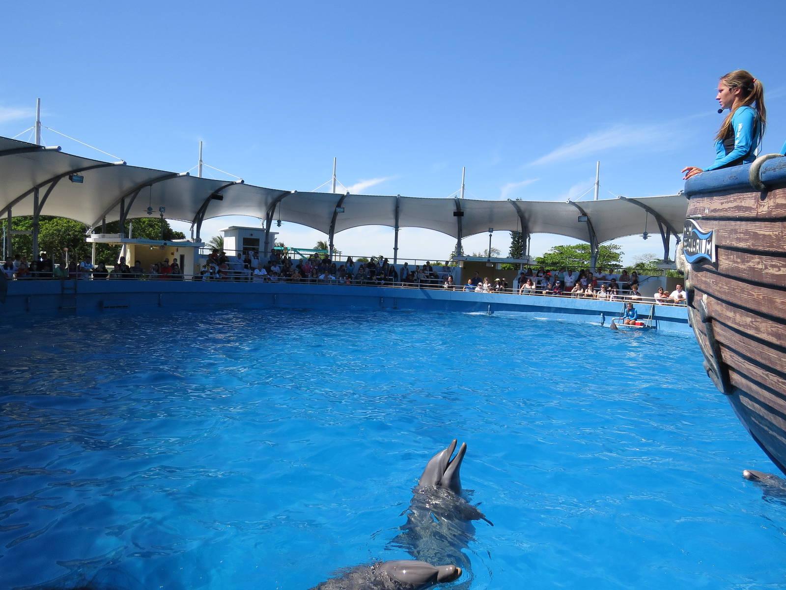 Top deck dolphin show, March 2015