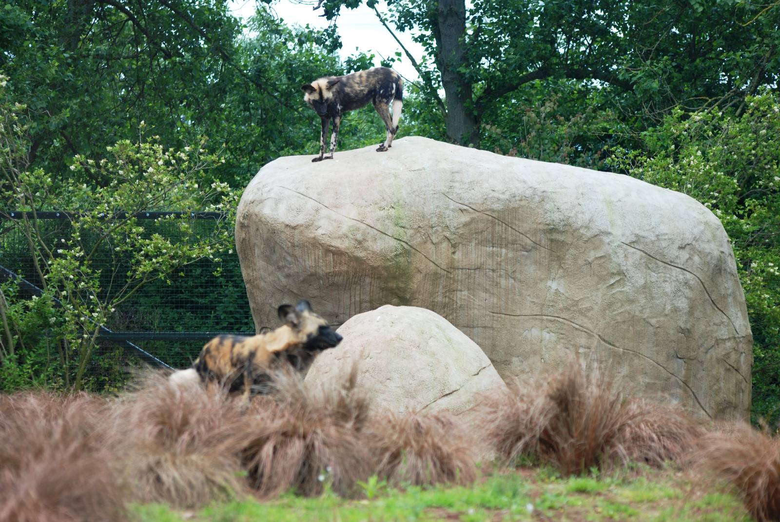 Top Dog at Chester, 15/07/12