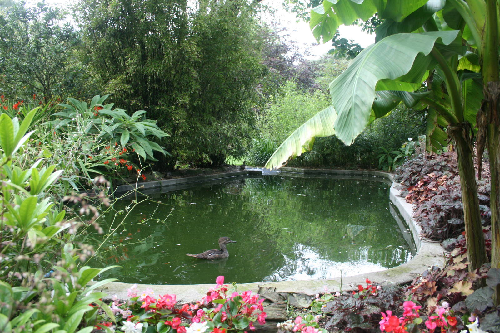 top flamingo pond
