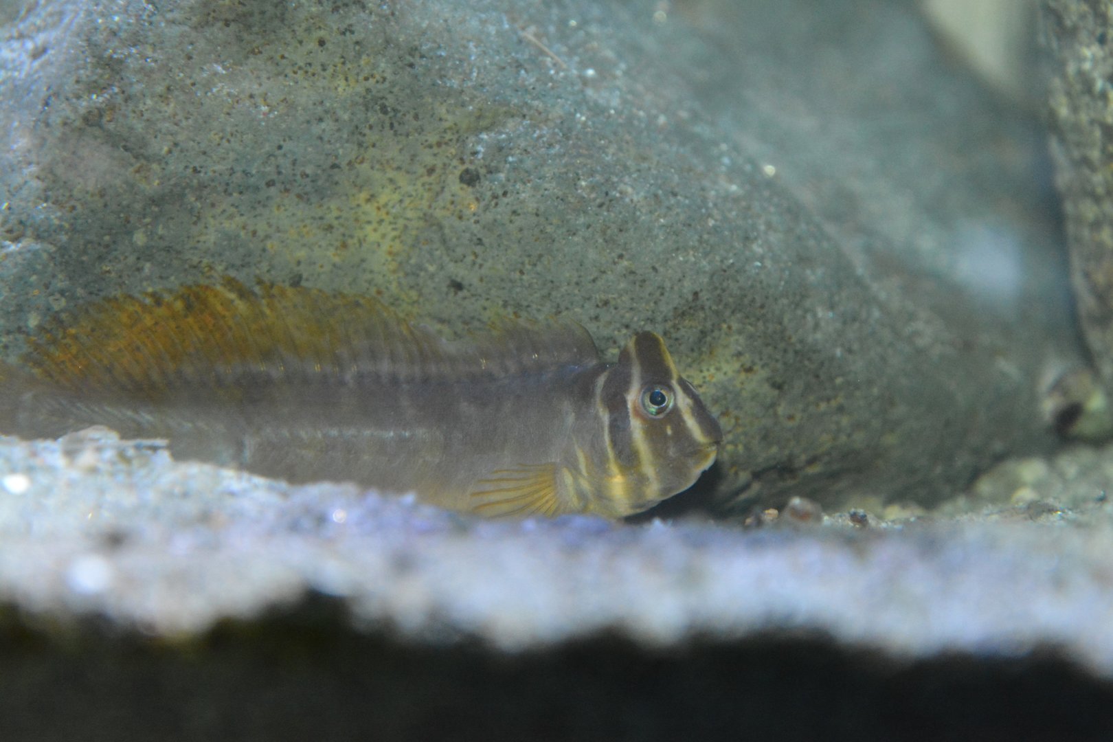 Top hat blenny (Omobranchus fasciolatoceps)
