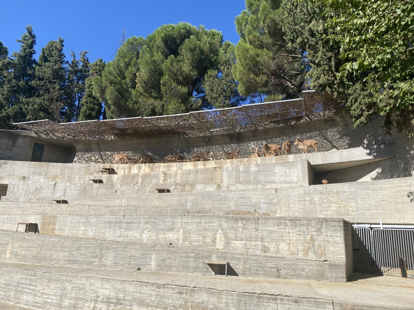 Top of Barbary sheep enclosure