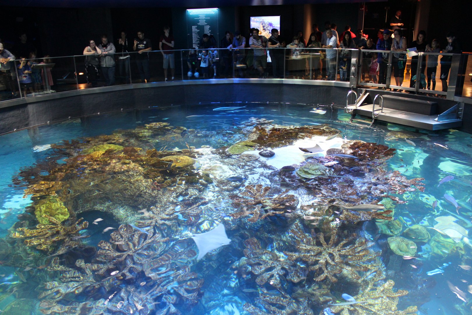 Top of Giant Ocean Tank - Oct 2017