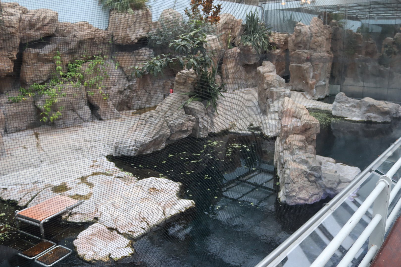 Top of West Indian Manatee Enclosure - 24 June 2024