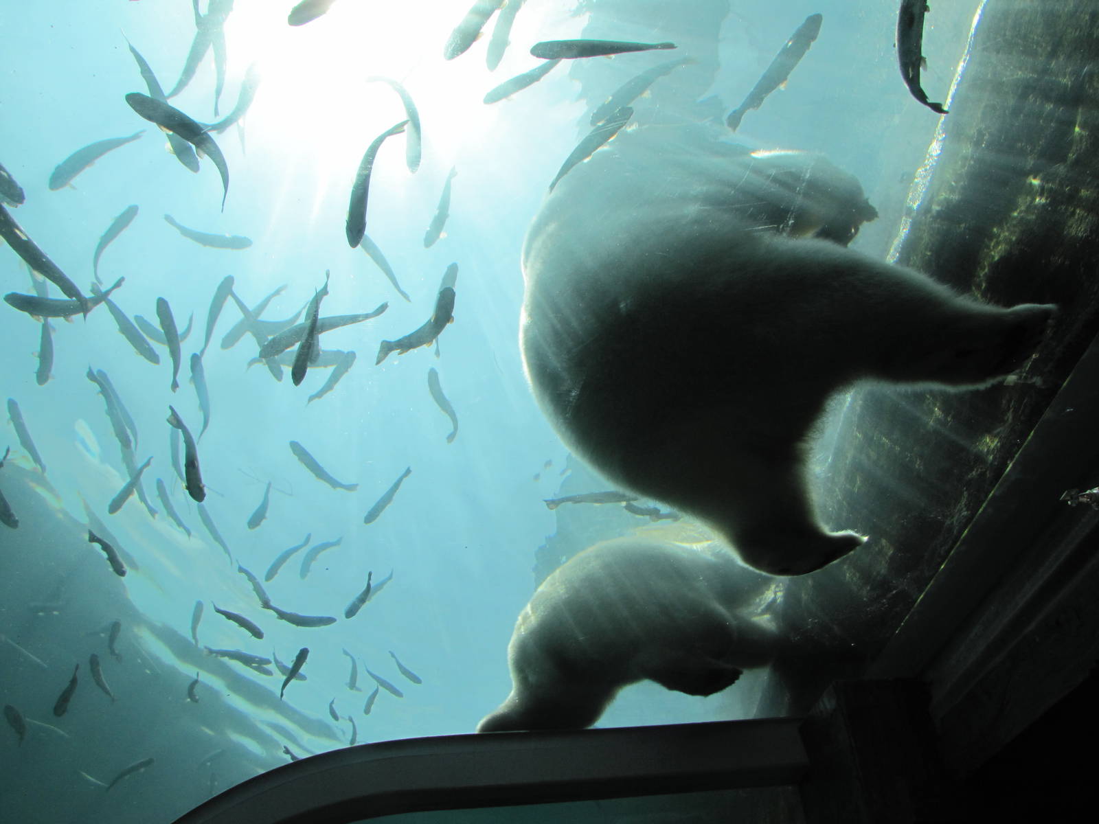 Top part of the viewing window