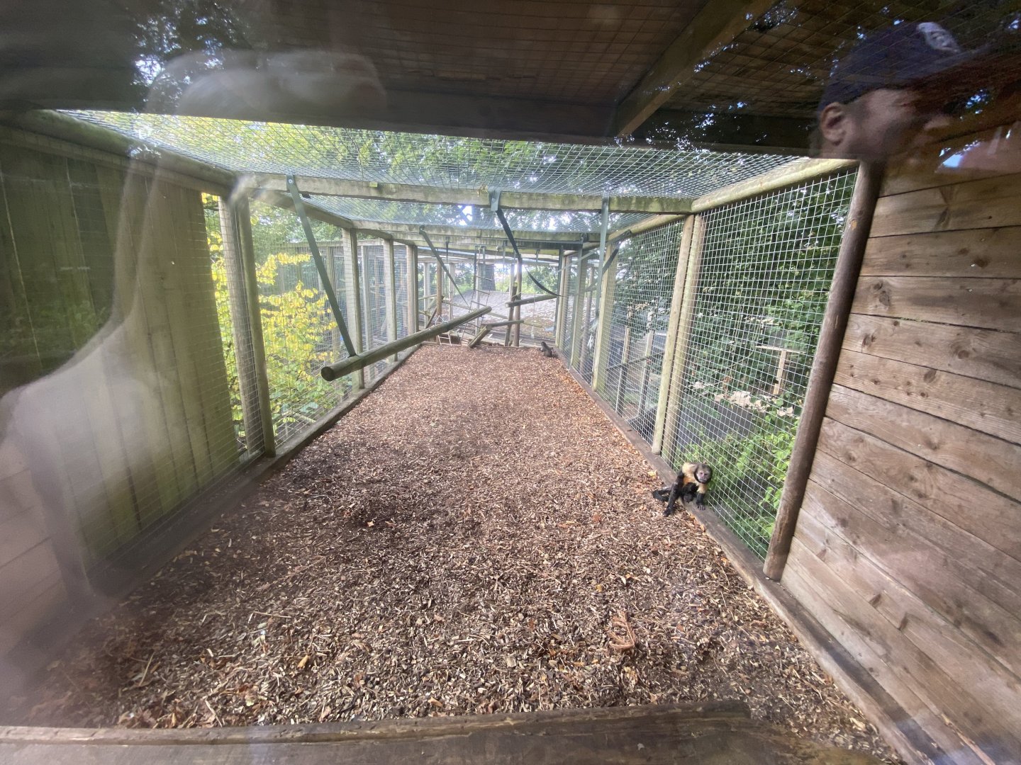Top part of yellow breasted capuchin enclosure