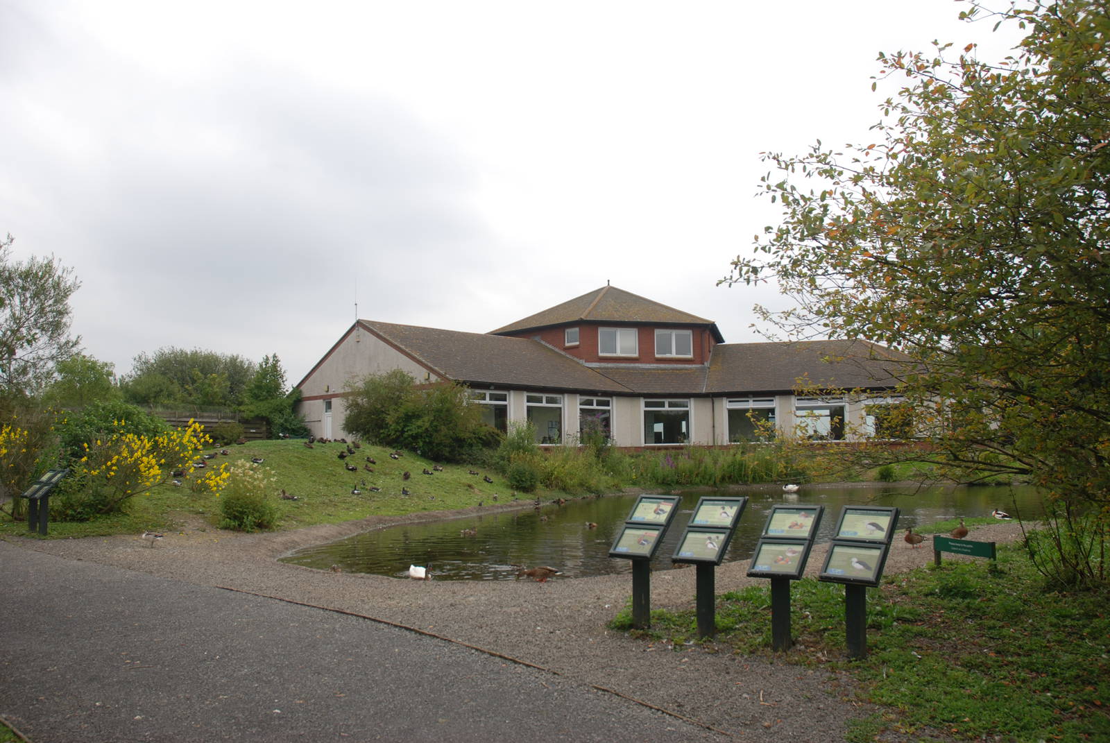 Top Pond at Llanelli WWT, 31/07/11
