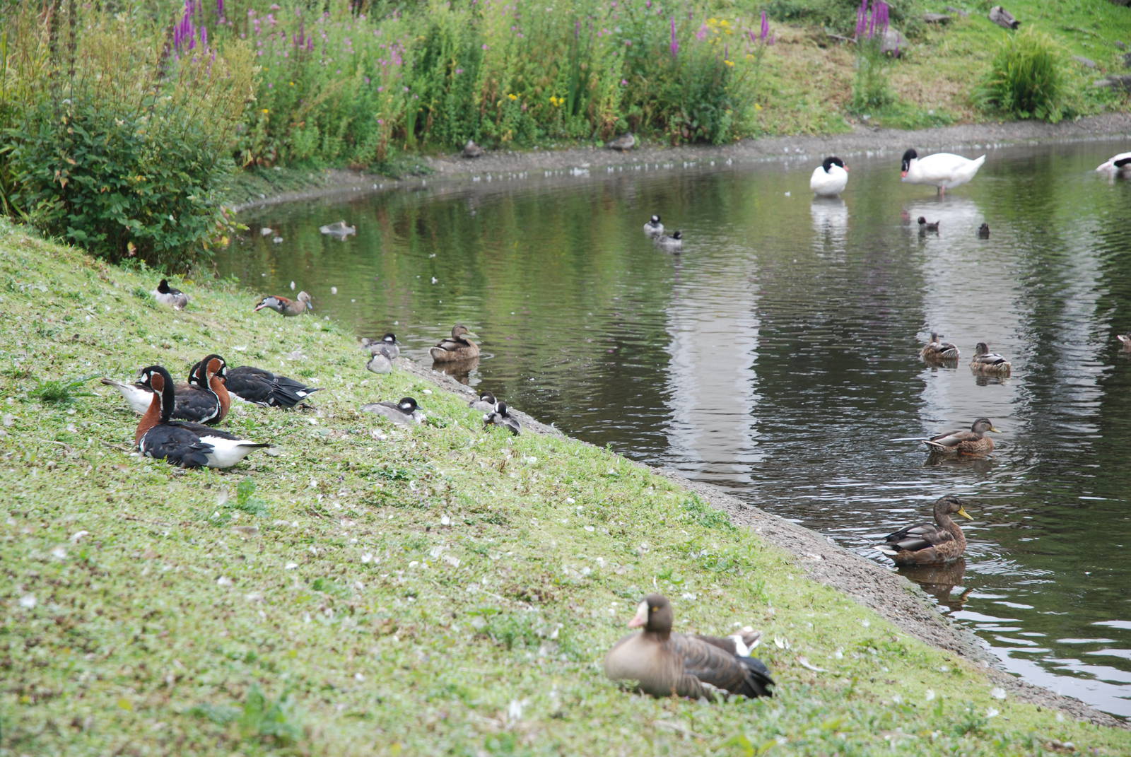 Top Pond at Llanelli WWT, 31/07/11
