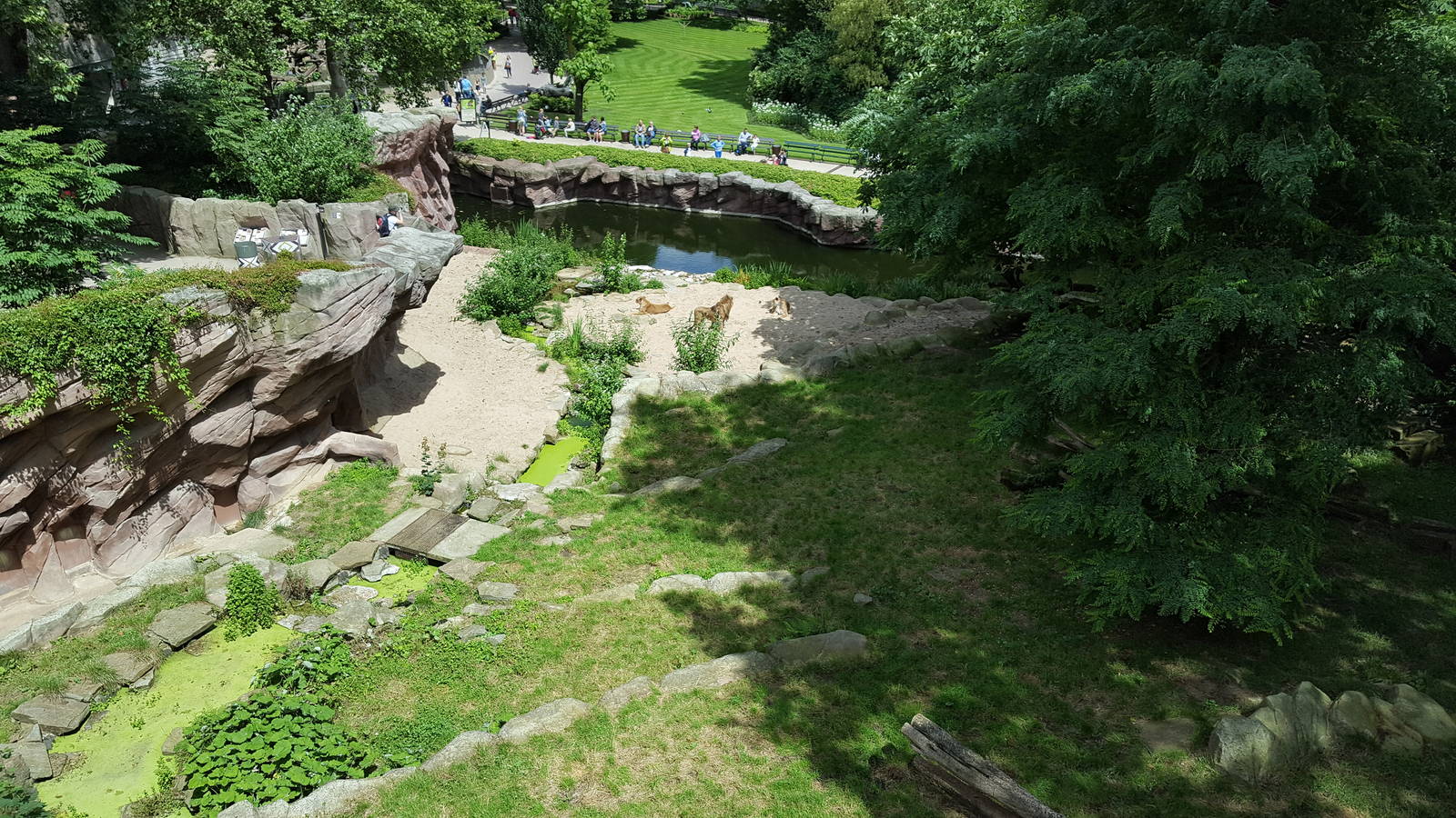 top view lion enclosure