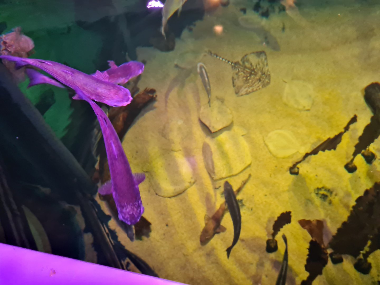 Top view of the North Sea tank