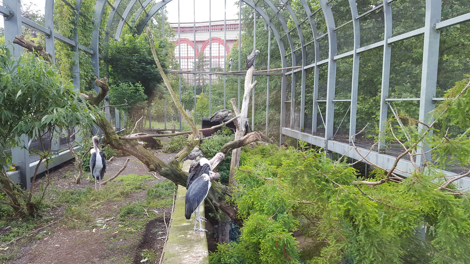 top view of vulture/crane avaria