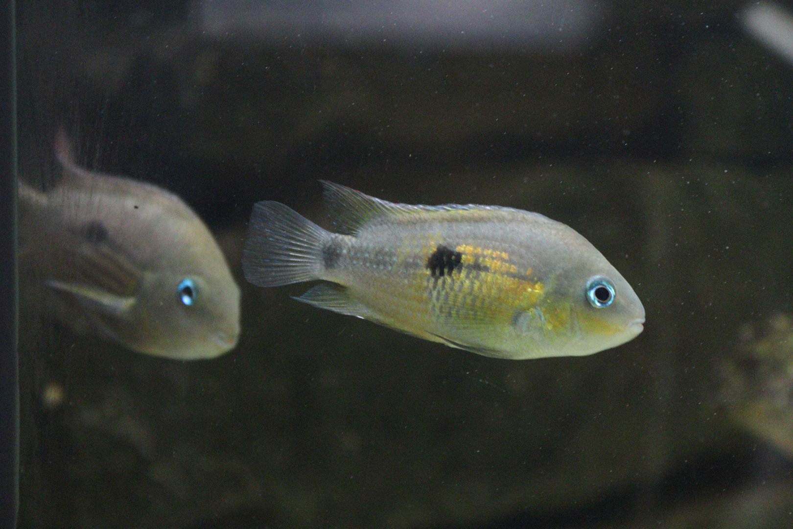 Topaz Cichlid