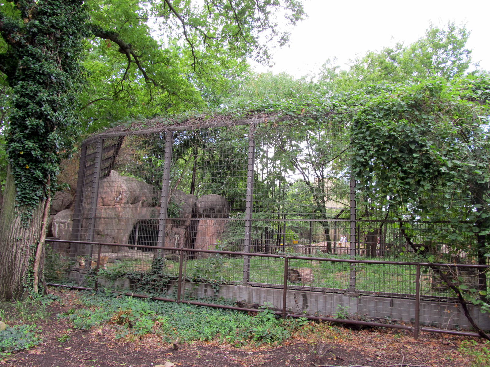 Topeka Zoo 2011 - African Lion Exhibit
