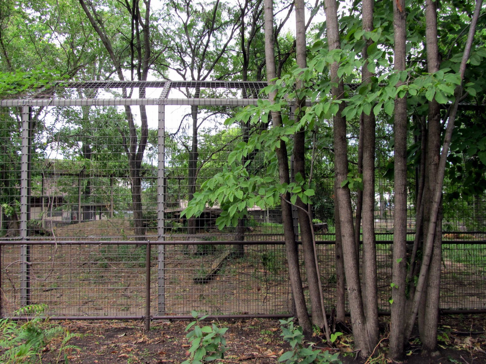 Topeka Zoo 2011 - African Lion Exhibit