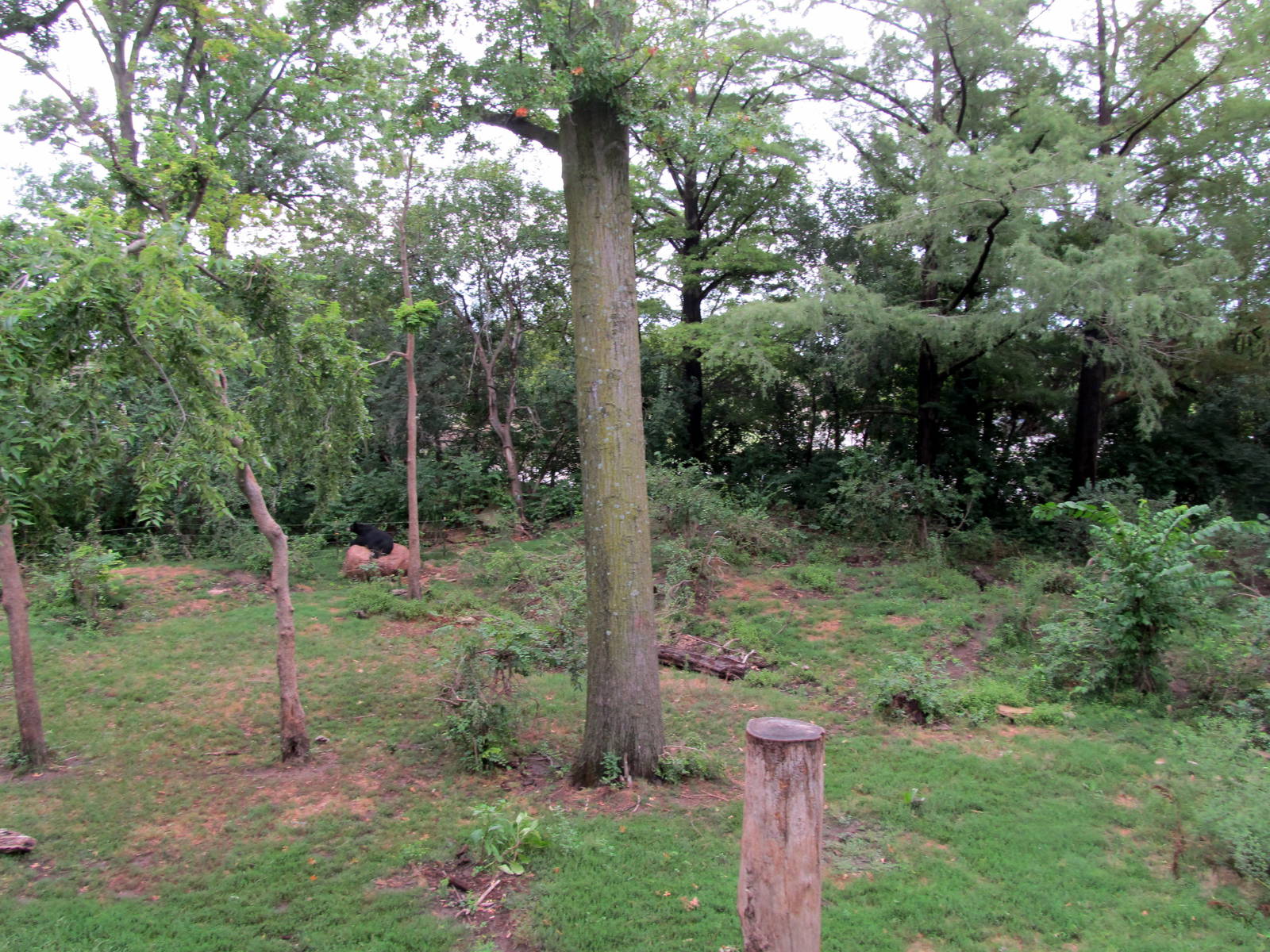 Topeka Zoo 2011 - American Black Bear Exhibit