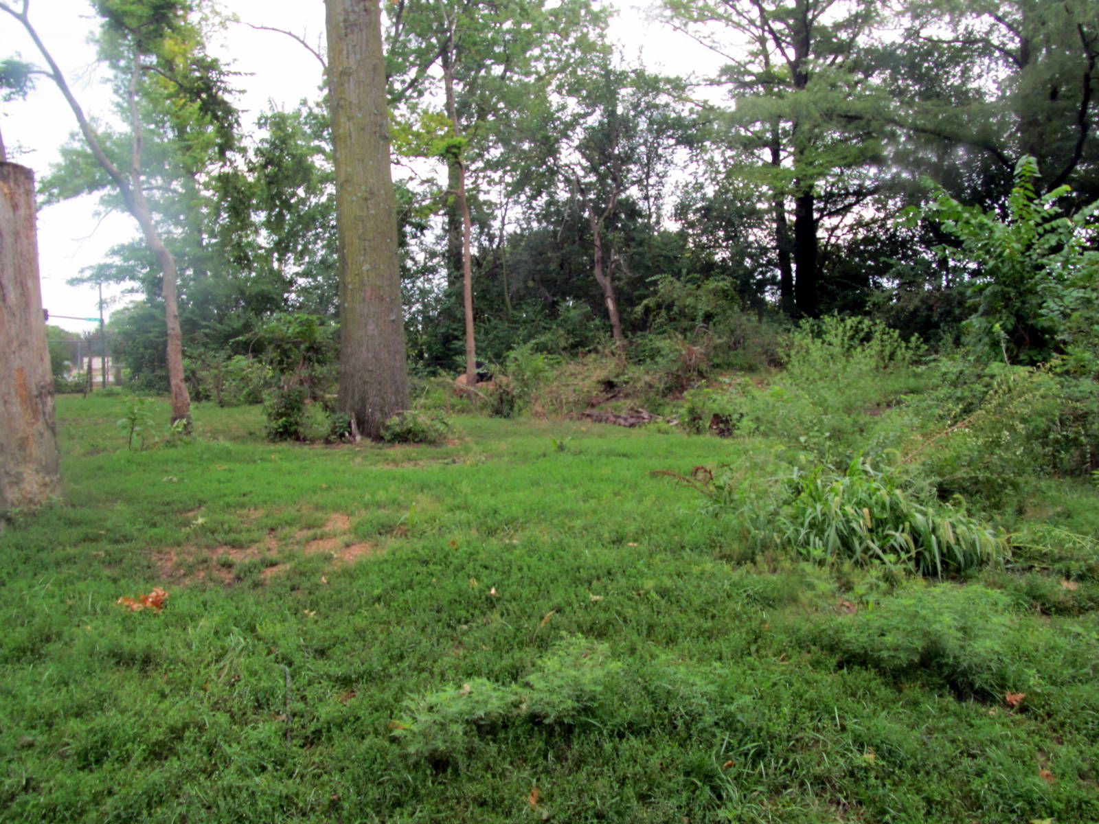 Topeka Zoo 2011 - American Black Bear Exhibit