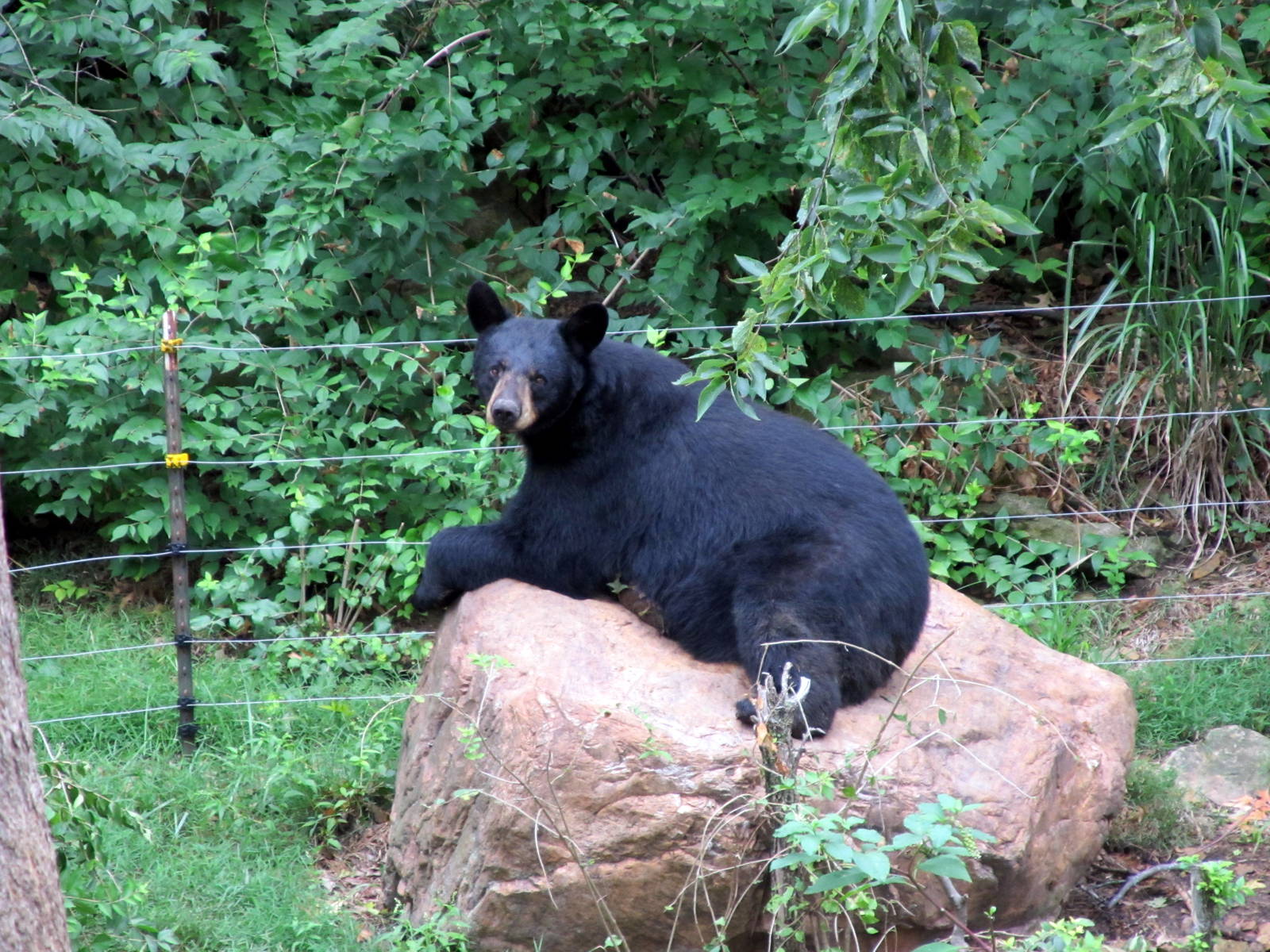 Topeka Zoo 2011 - American Black Bear