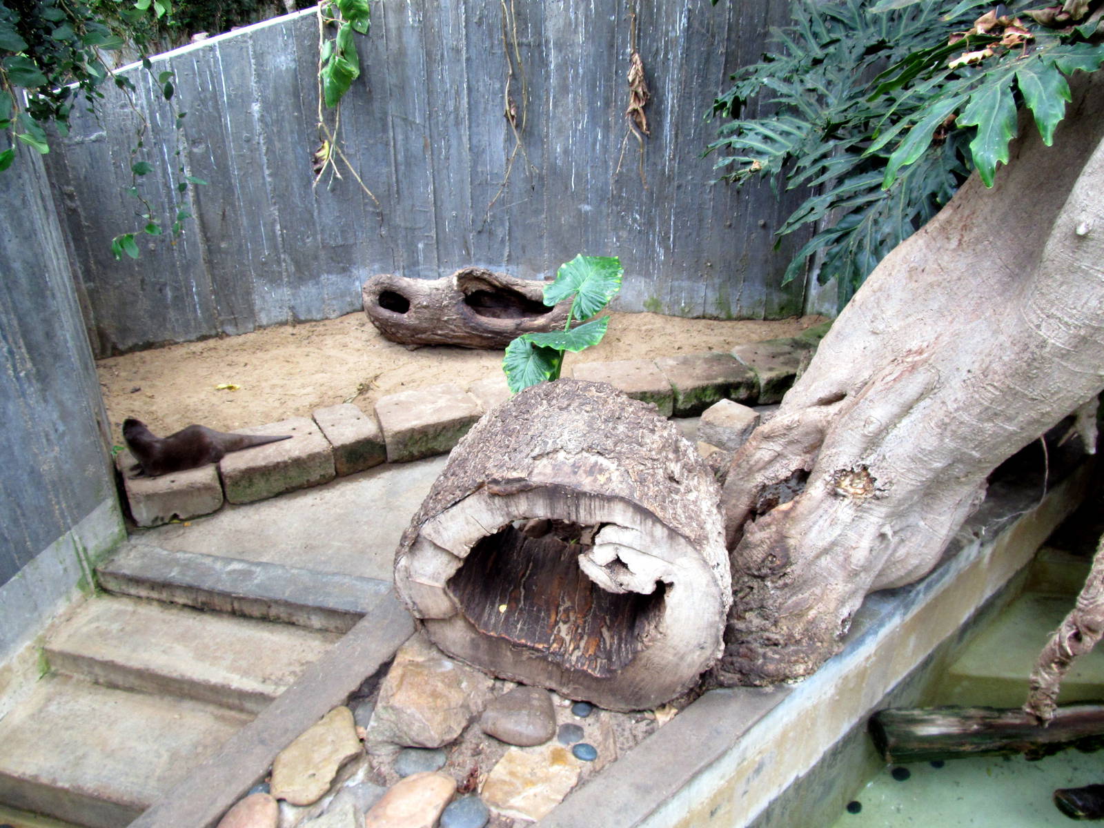 Topeka Zoo 2011 - Asian Small-clawed Otter Exhibit
