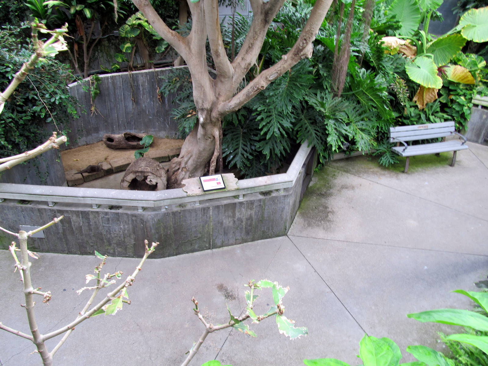 Topeka Zoo 2011 - Asian Small-clawed Otter Exhibit