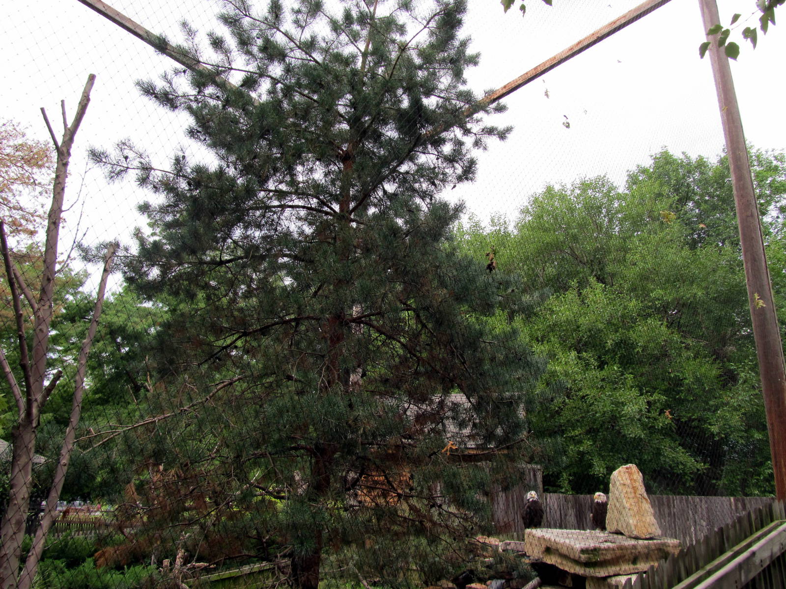 Topeka Zoo 2011 - Bald Eagle Exhibit