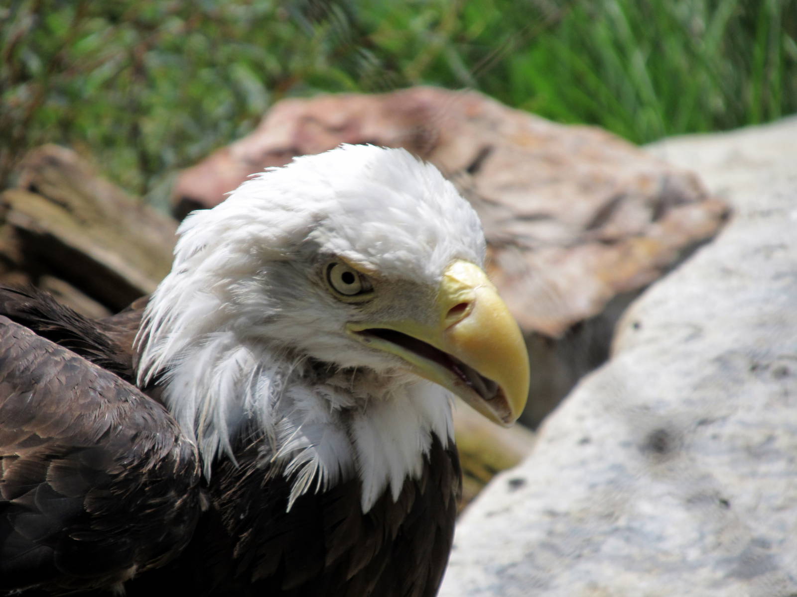 Topeka Zoo 2011 - Bald Eagle