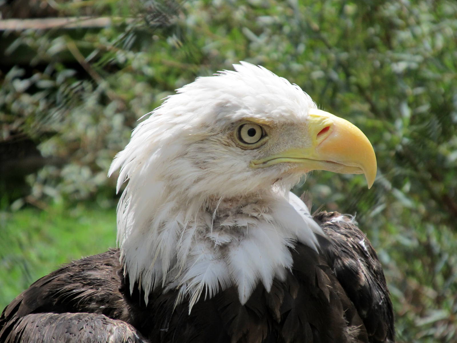 Topeka Zoo 2011 - Bald Eagle