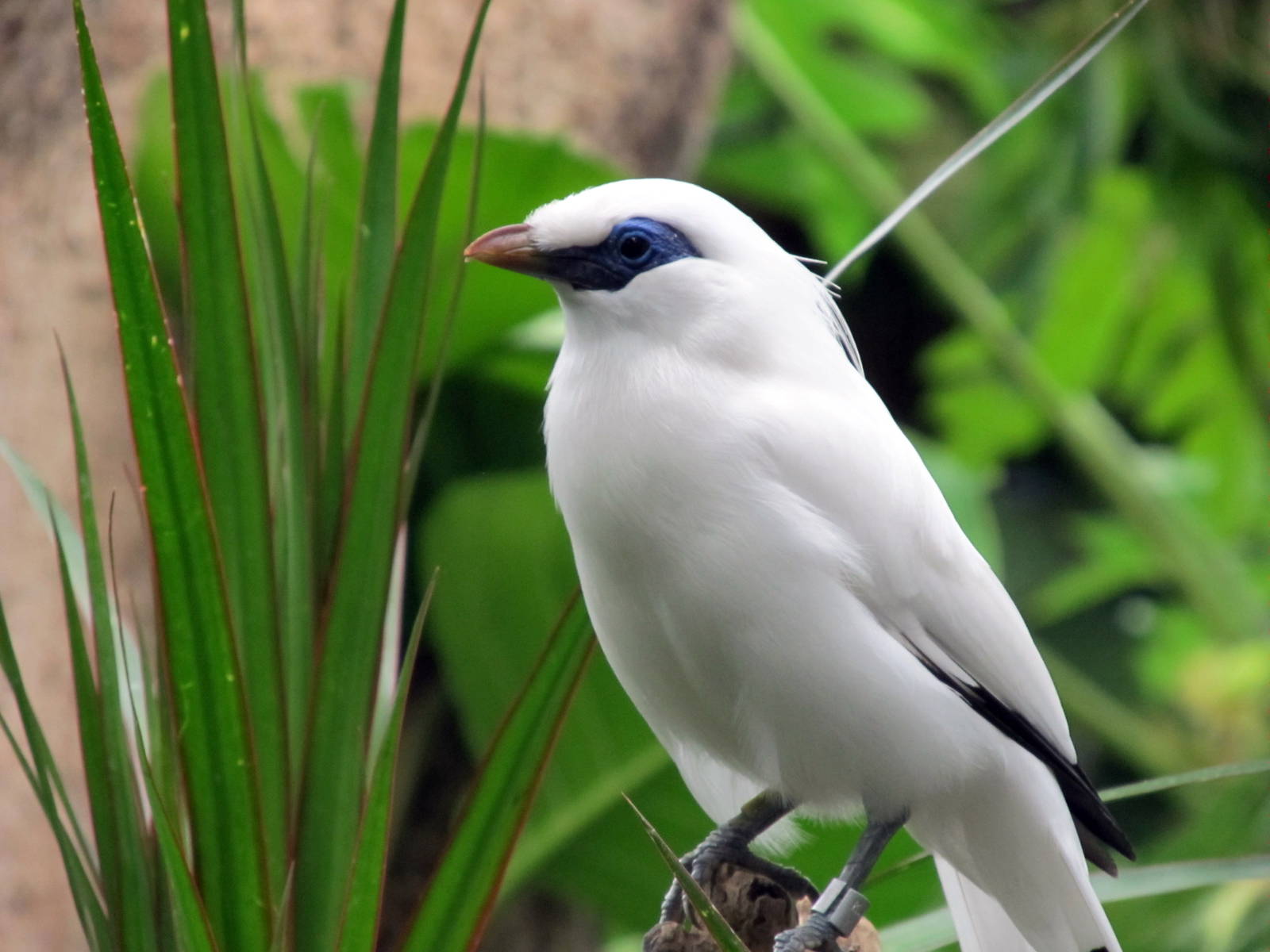 Topeka Zoo 2011 - Bali Mynah