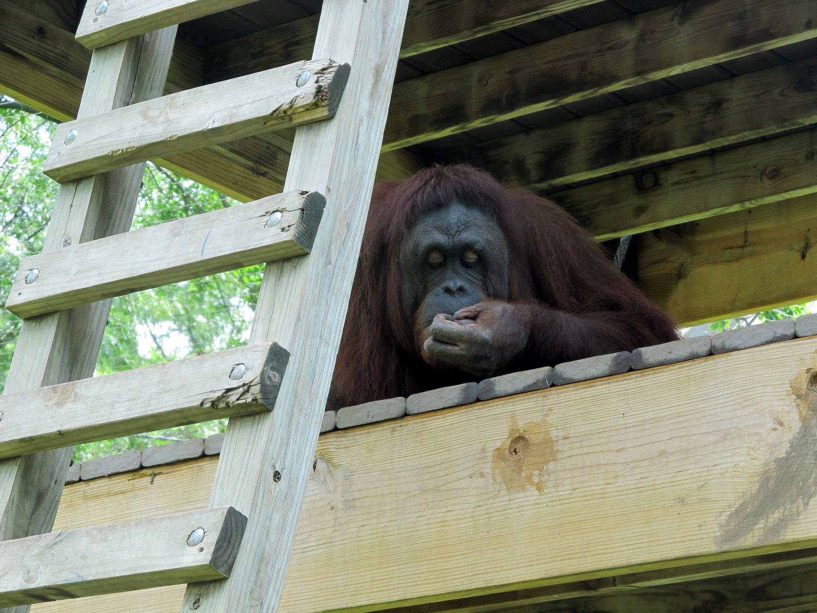 Topeka Zoo 2011 - Bornean Orangutan