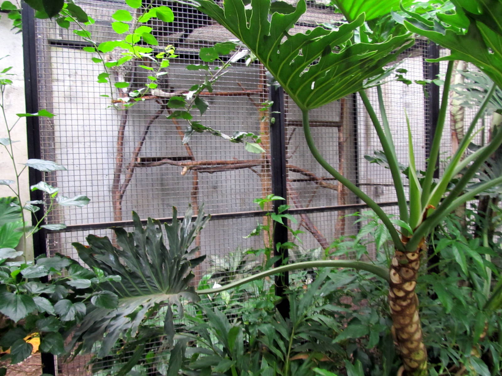 Topeka Zoo 2011 - Brazilian Porcupine Exhibit