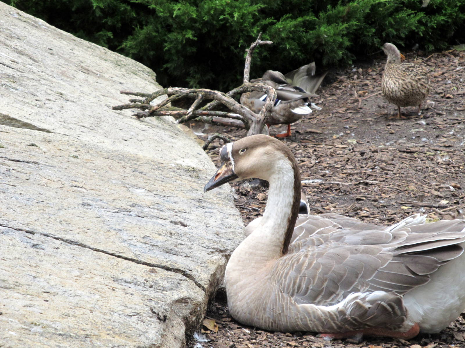 Topeka Zoo 2011 - Chinese Goose