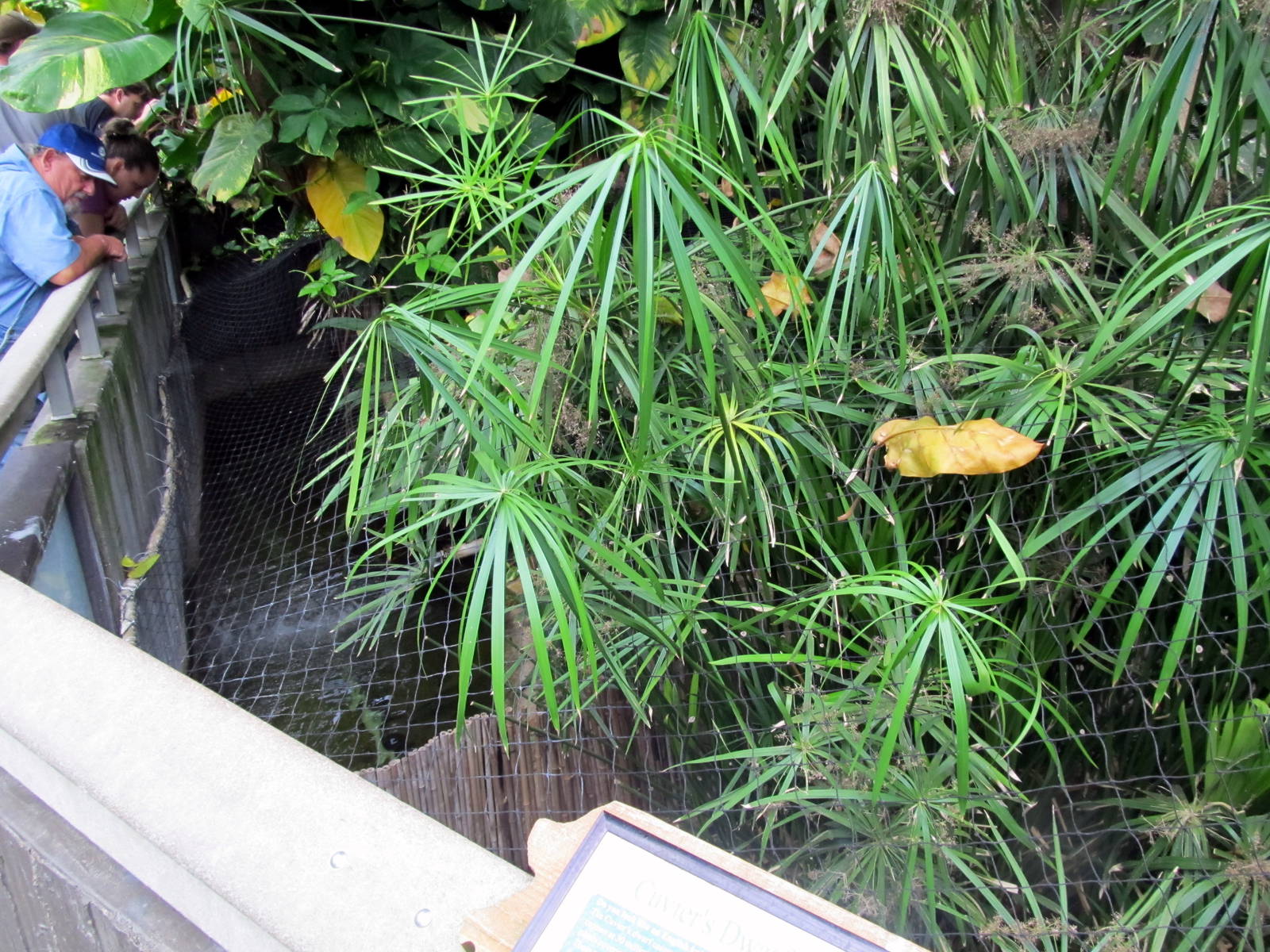 Topeka Zoo 2011 - Dwarf Caiman Exhibits